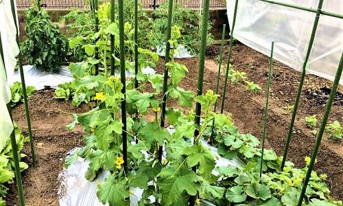 Climbing Plants Support